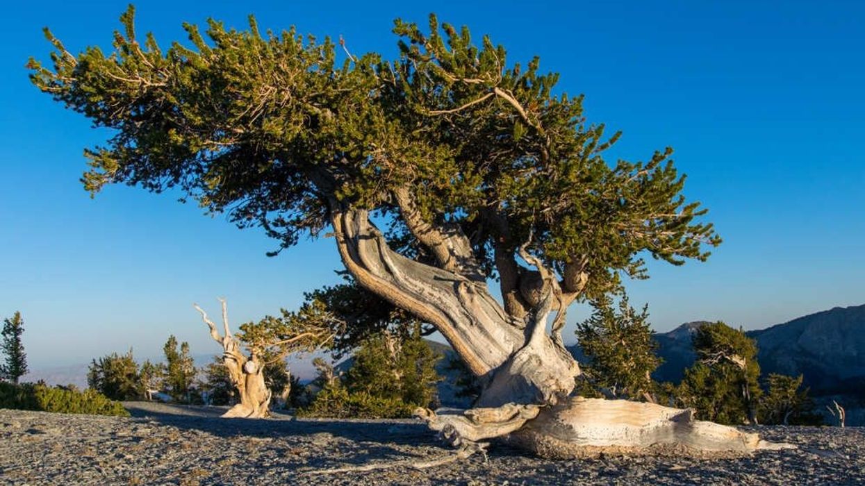 Bristlecone Pine on the slope of Mt. Washinton