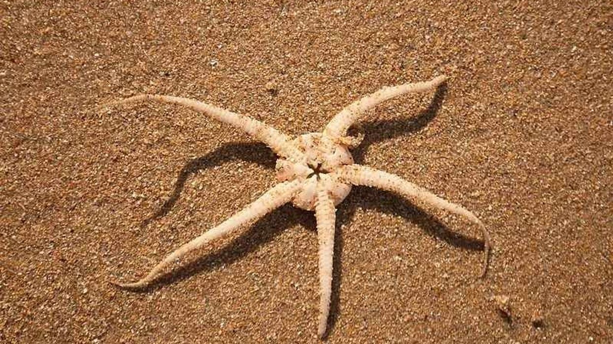 Brittle Star facts to better understand the brittle star anatomy.