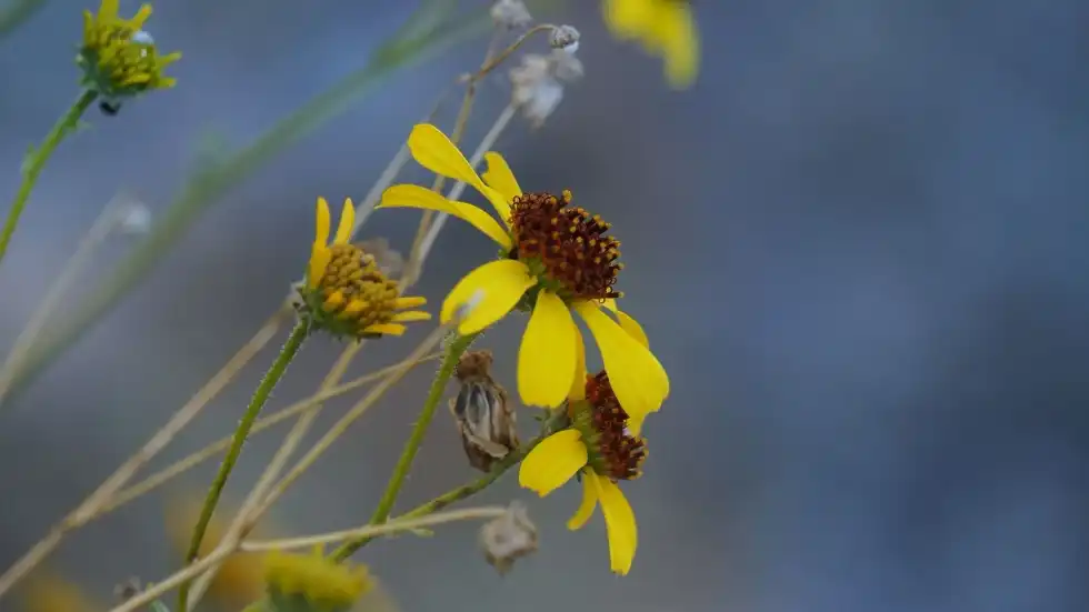 43 Brittlebush Facts: Habitat, Characteristics, Uses And More