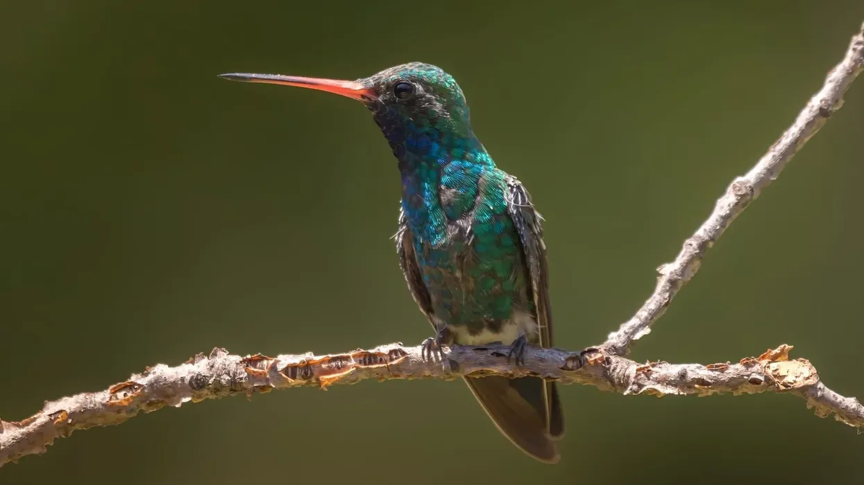 Broad-billed hummingbird facts for kids act as a very informative bird guide.