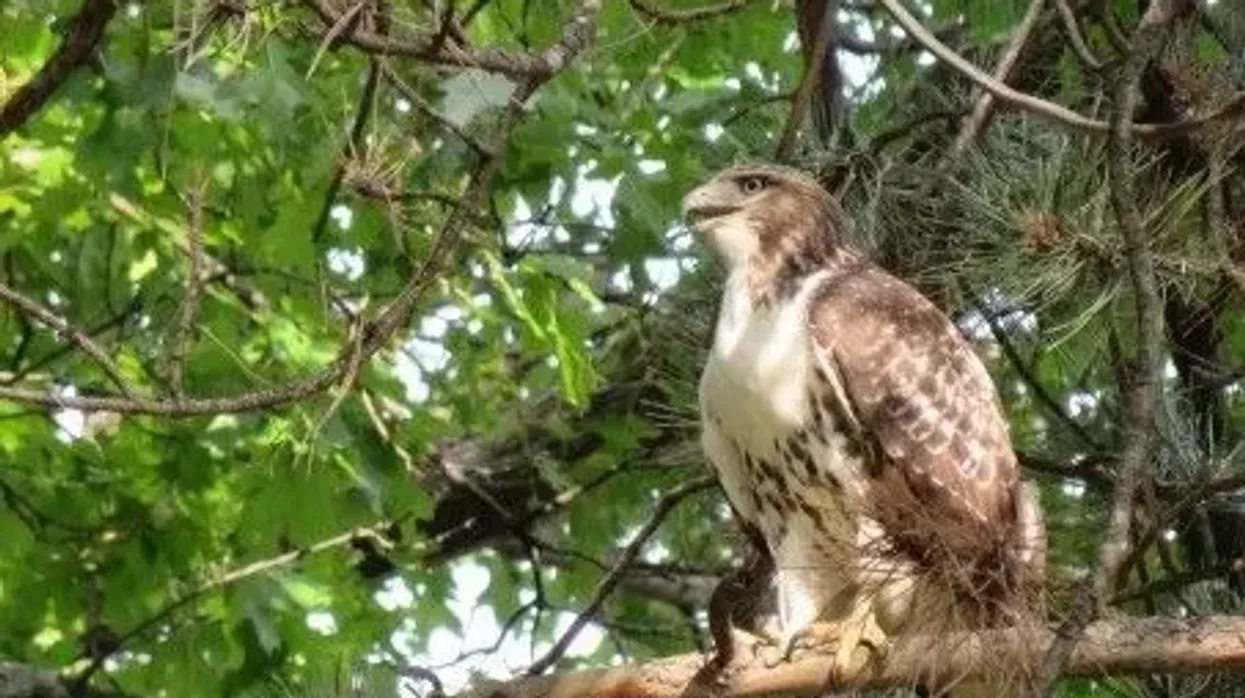 Broad-winged hawks help to regulate the local populations of the animals they eat.