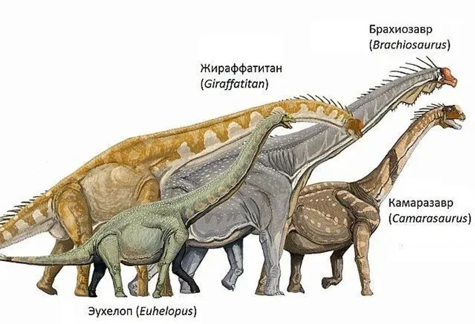 Brohisaurus facts are interesting for kids.
