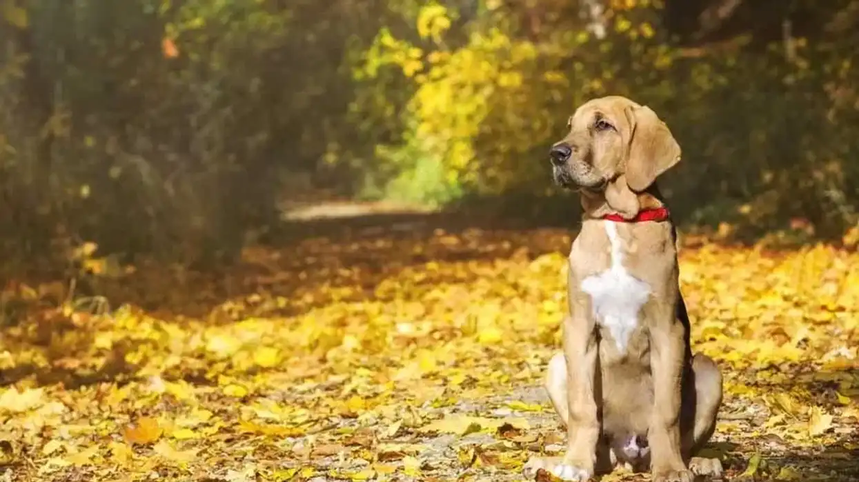 Broholmer facts show these doting dogs to be great guard dogs