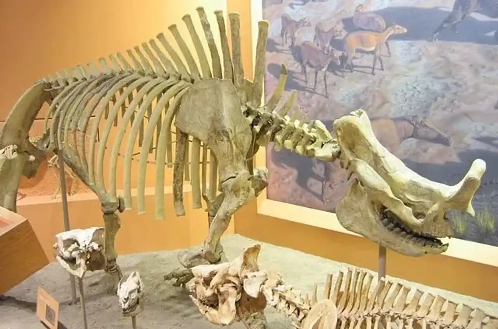 Brontotherium facts are interesting!