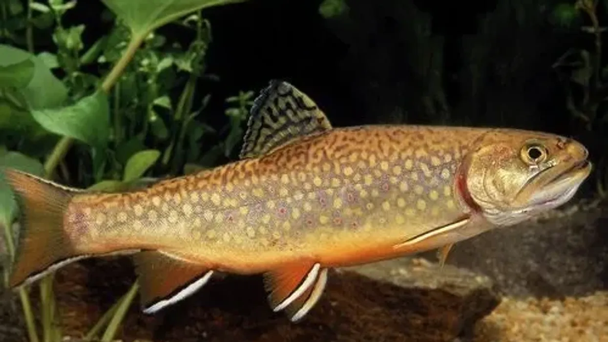 Brook trout facts help us to know about fishes.