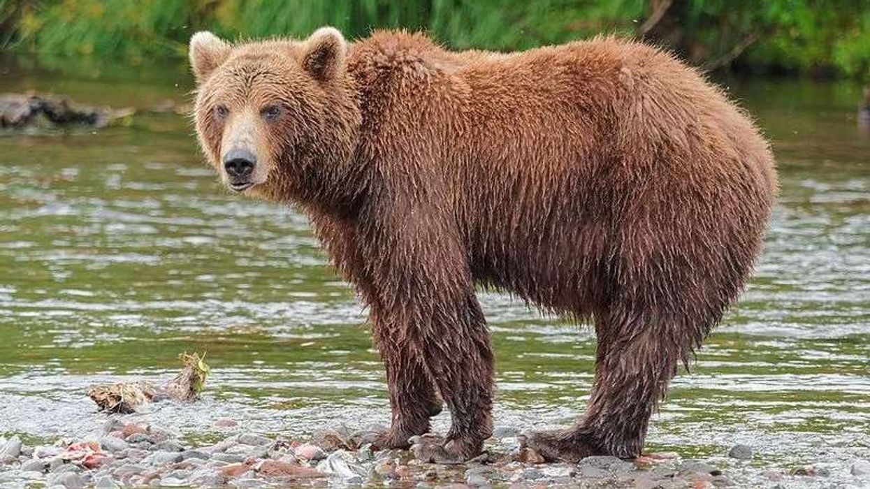Brown bear facts such as it has a dish-shaped face with a black nose are interesting.