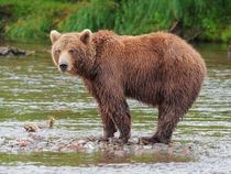 Brown bear facts such as it has a dish-shaped face with a black nose are interesting.