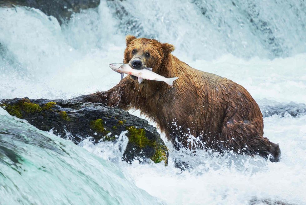 Brown bear fishing.