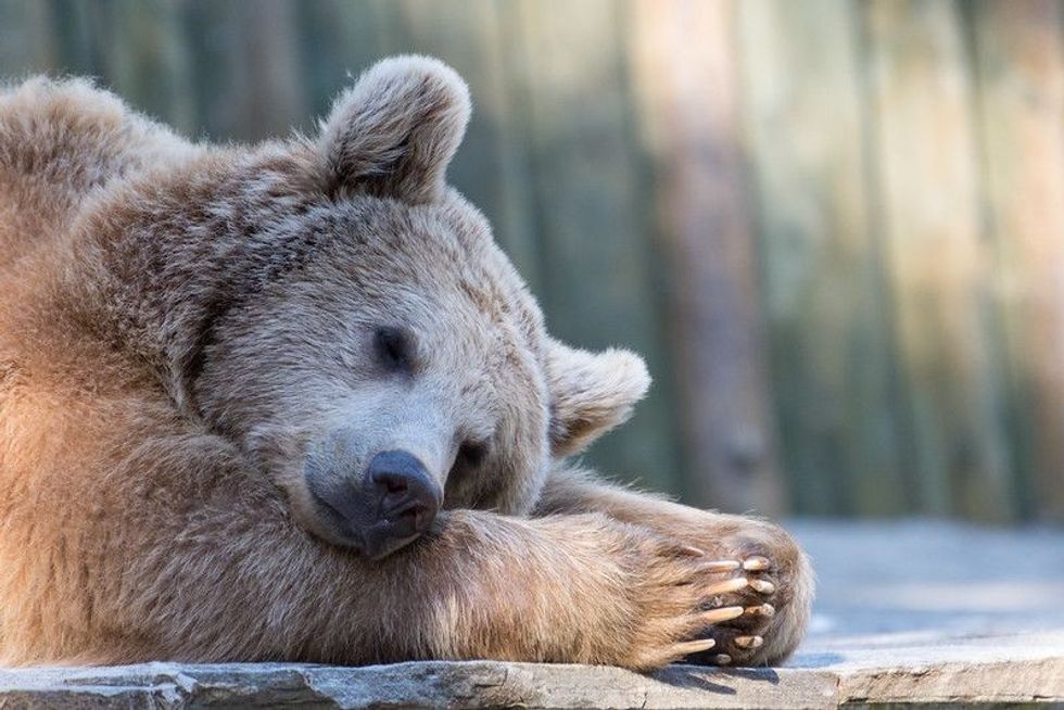 Brown bear sleeping