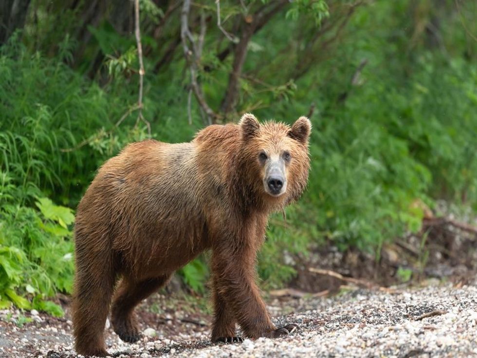 Are There Bears In Ohio? Curious Wild Animal Facts For Kids | Kidadl