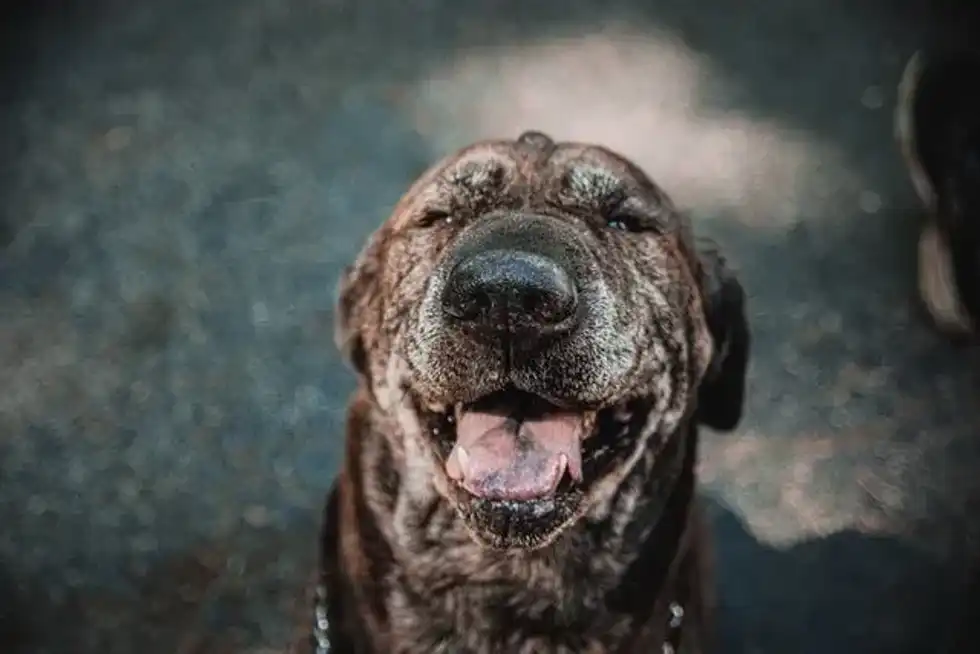 Brown Brindle smiling at the camera