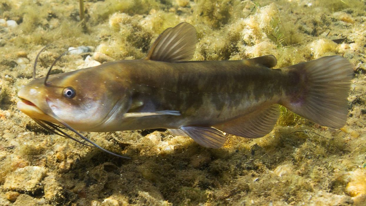 Brown bullhead facts about a bullhead catfish species.