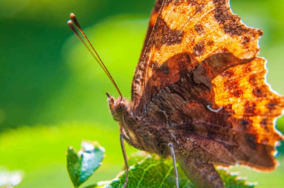 Brown butterfly on a leaf