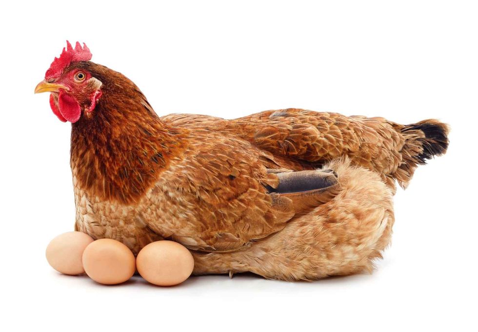 Brown chicken with eggs