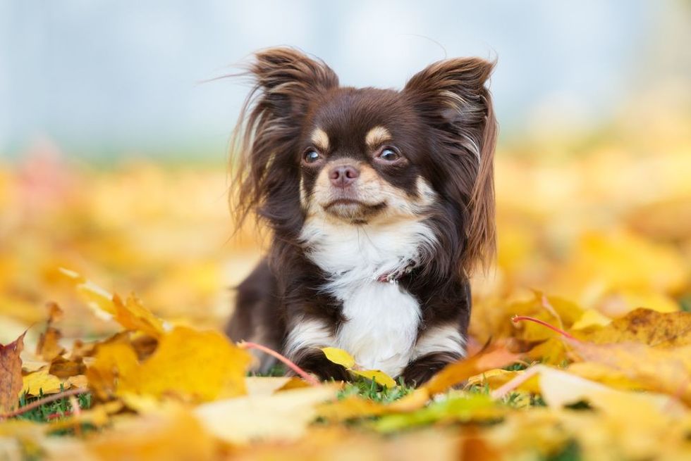 Brown chihuahua dog posing in fallen leaves.