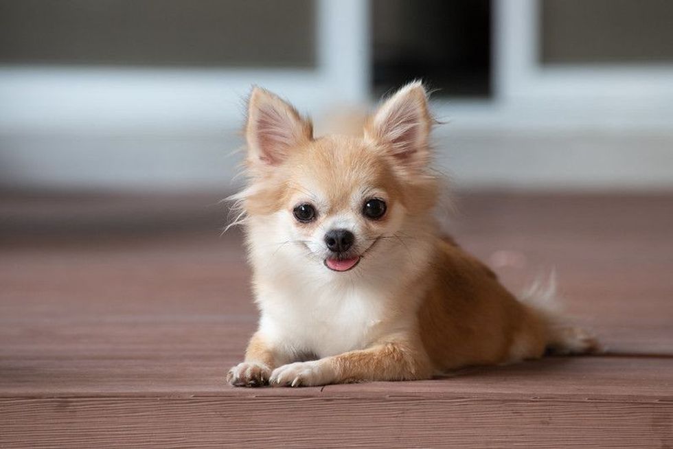 Brown Chihuahua sitting on floor.