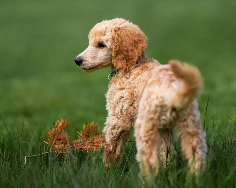 Brown Cocker Spaniel dog on green grass