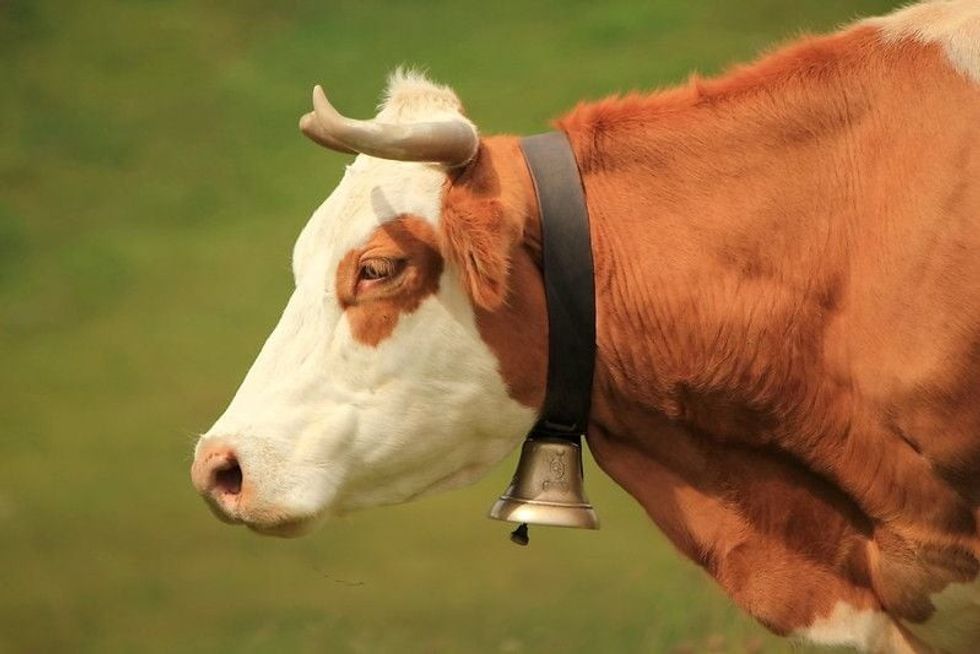 Brown cow wearing a bell