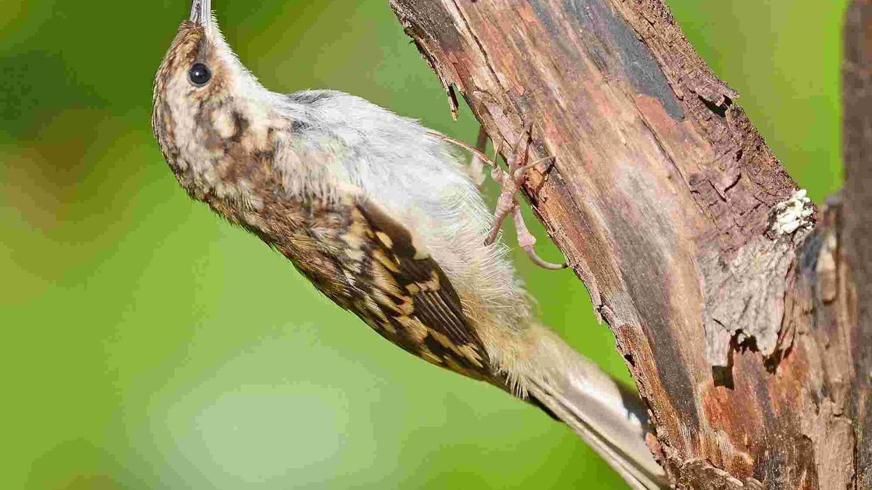 Brown creeper facts tell us about the brown creeper call.