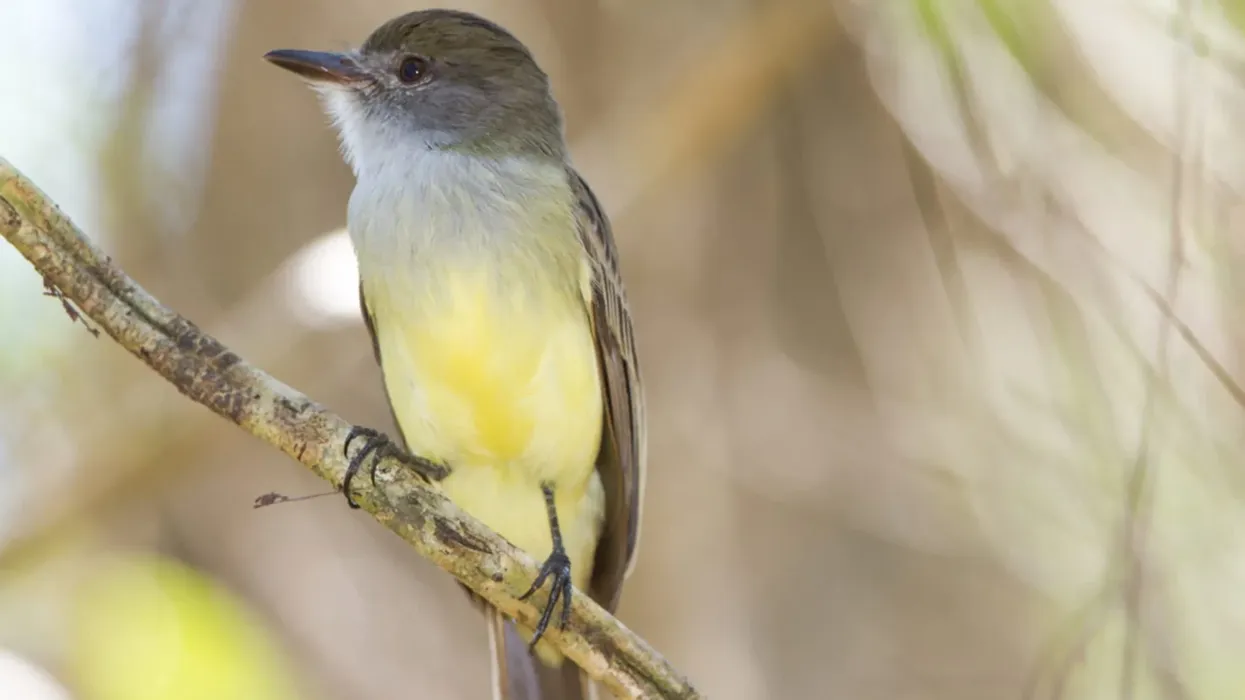 Brown-crested flycatcher facts interest all age groups especially those who love bird-watching.