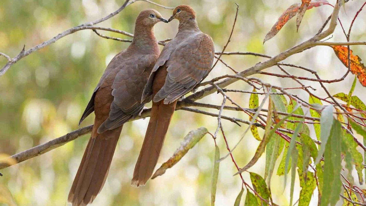 Brown cuckoo-dove facts are sure to surprise you.