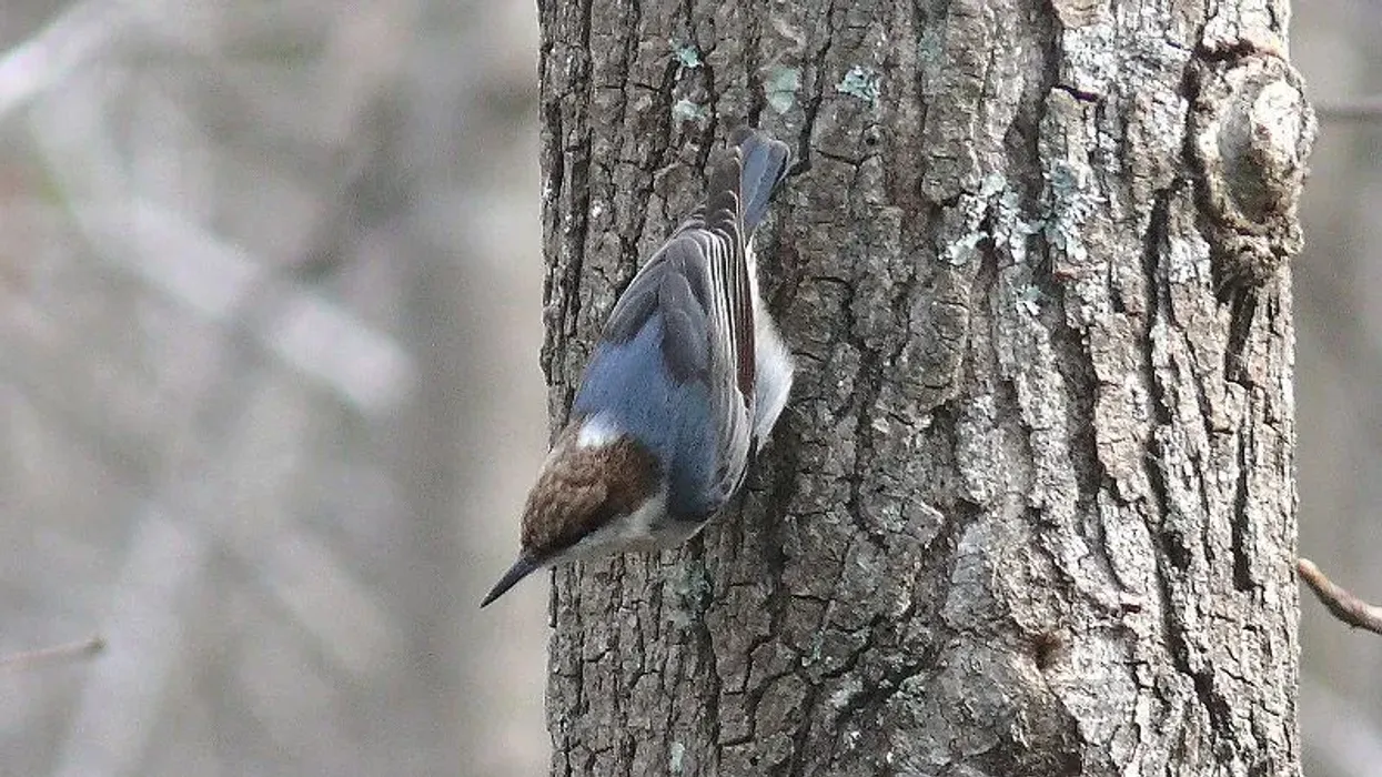 Brown-headed nuthatch facts tell us how they inhabit pine trees to feed on pine seeds.