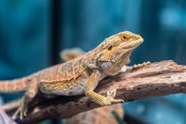 Brown Lizard on the tree