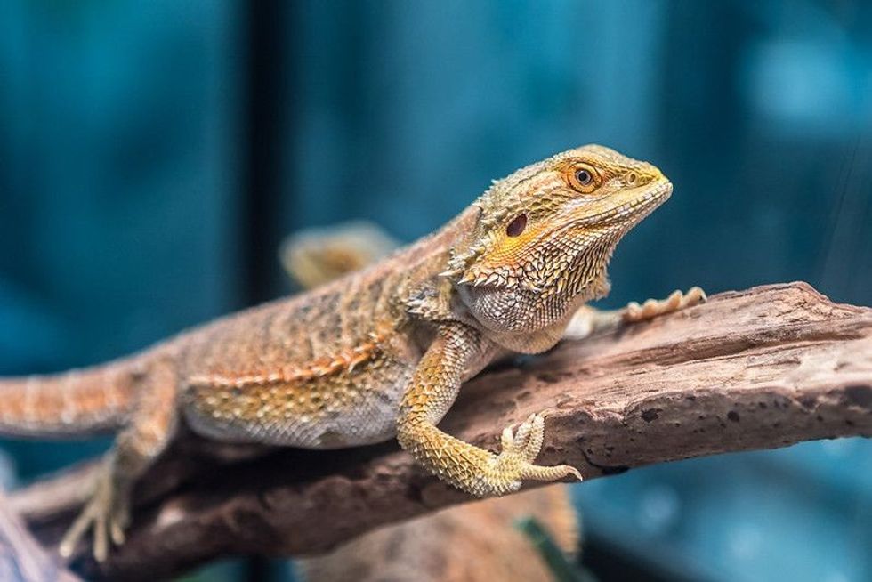 Brown Lizard on the tree
