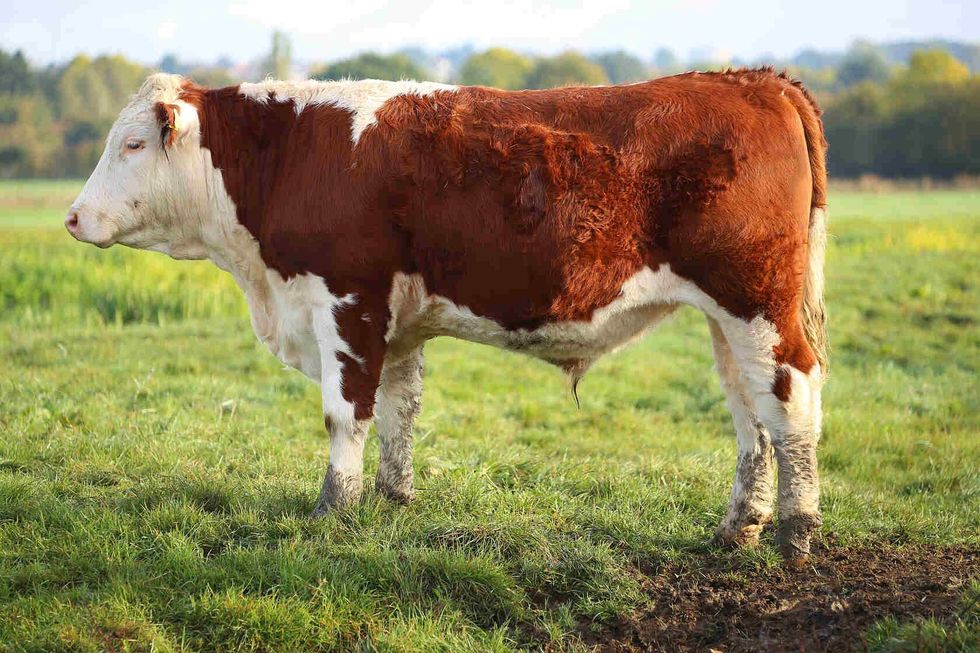 Brown male cow.