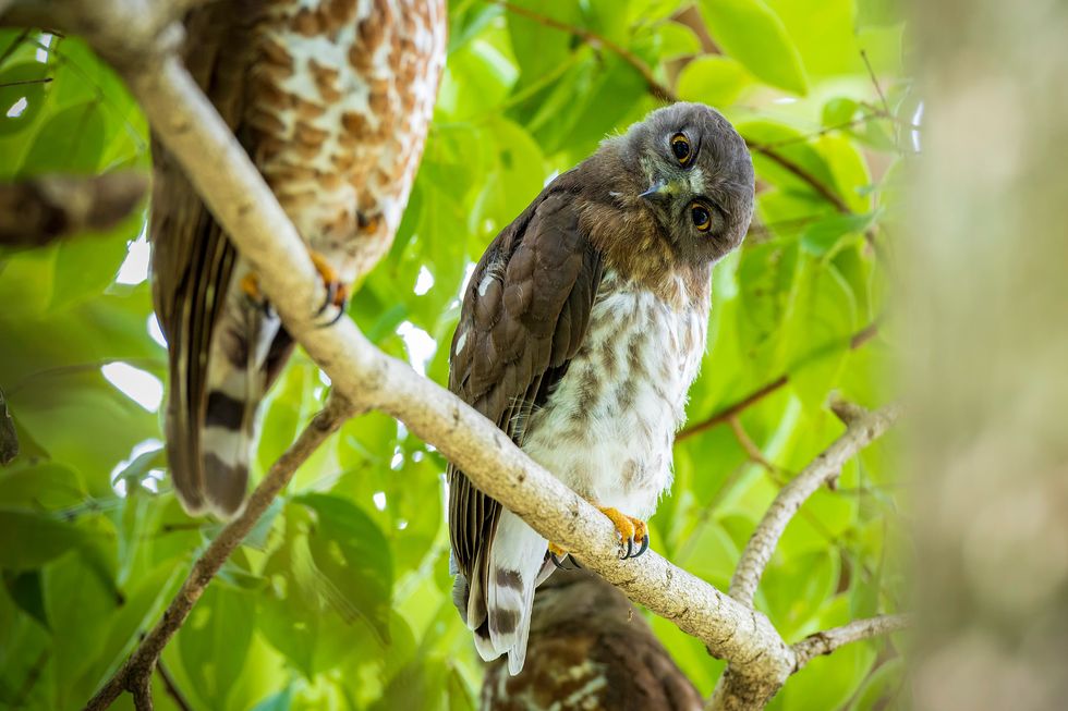Brown owl perched on a branch with its head tilted, surrounded by lush green leaves.