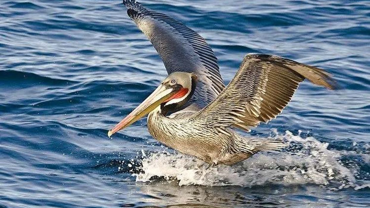 Brown pelican facts tell us that these birds can dive deep down in the water to catch prey.