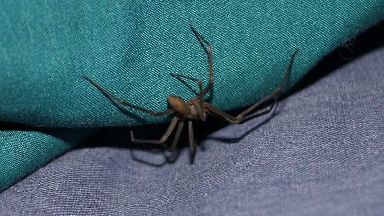Brown recluse spider facts on the hobo brown recluse spider.