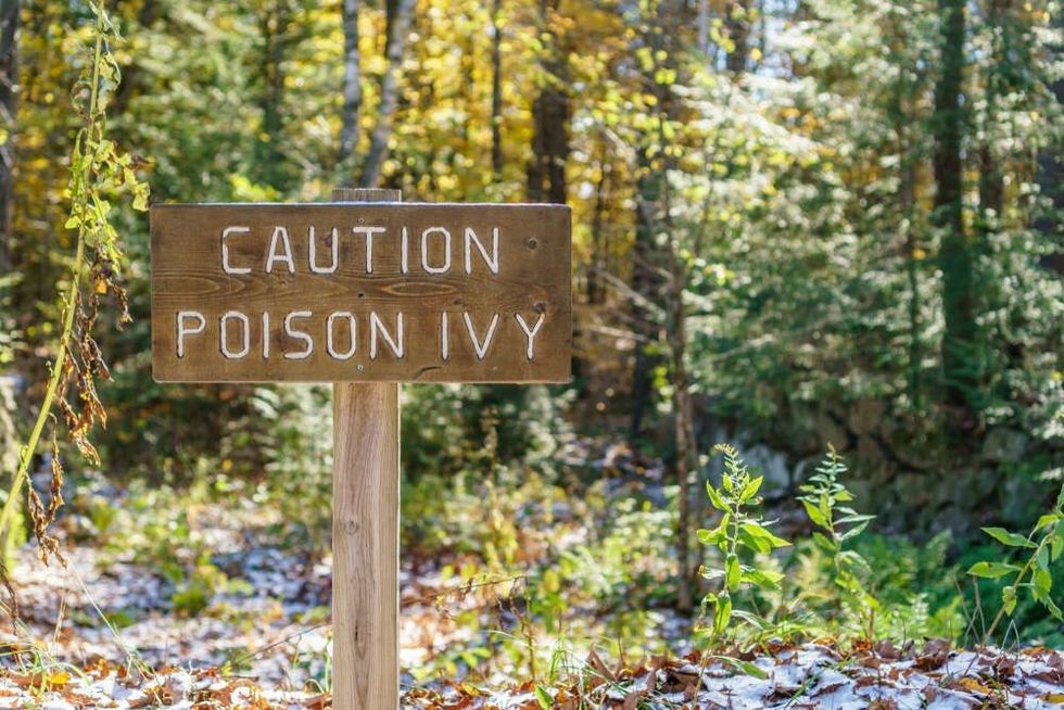 Brown sign in forest with words Caution Poison Ivy