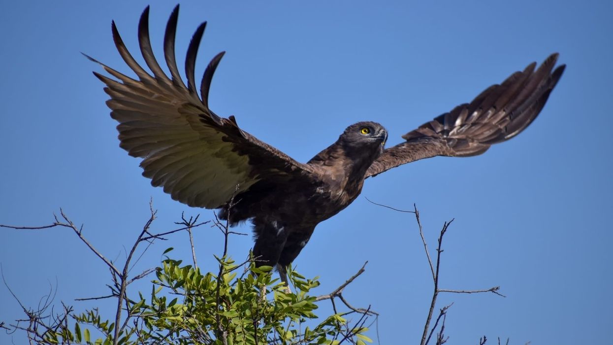 Brown snake eagle facts illustrate their diet, geographic range, and nesting habits.