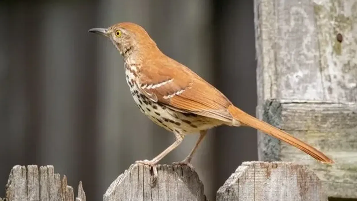 Brown thrasher facts are great for kids.