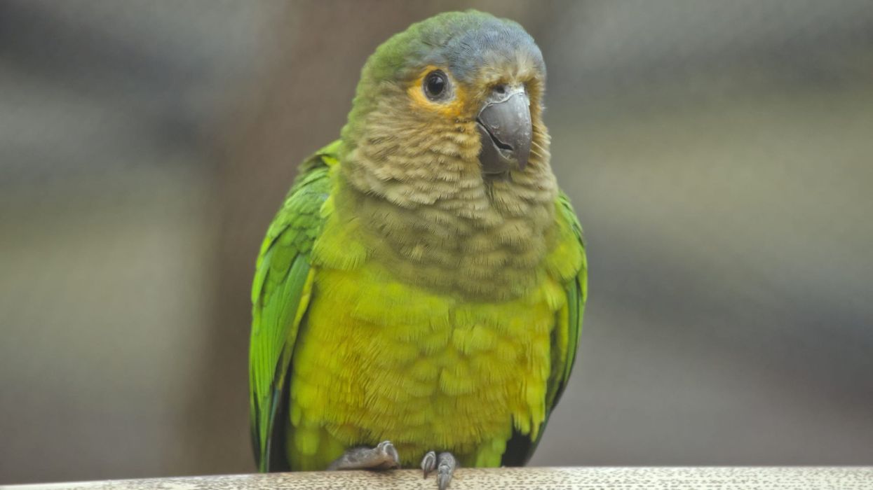 Brown-throated conure facts are about these parrots found in northern South America and southeastern Caribbean countries.