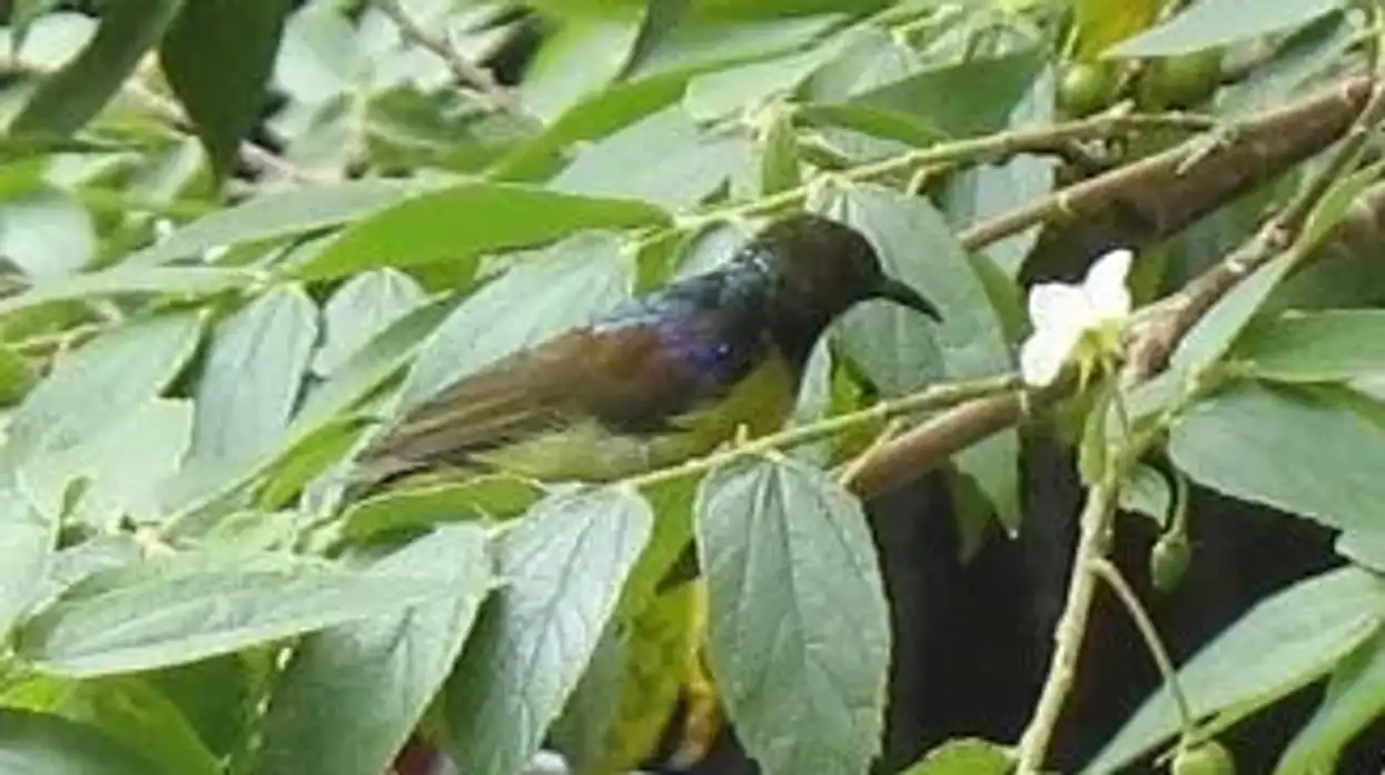 Brown-throated sunbird facts for kids are interesting!