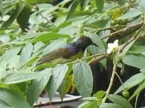 Brown-throated sunbird facts for kids are interesting!