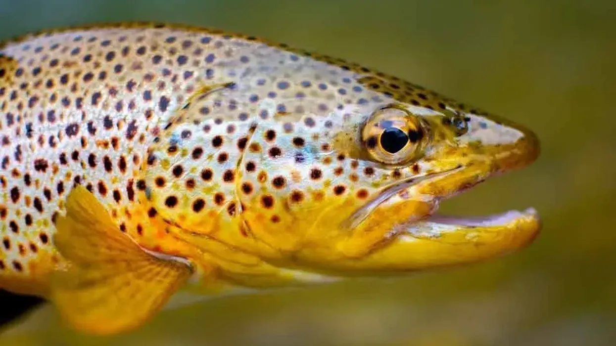 Brown trout facts are extremely informative