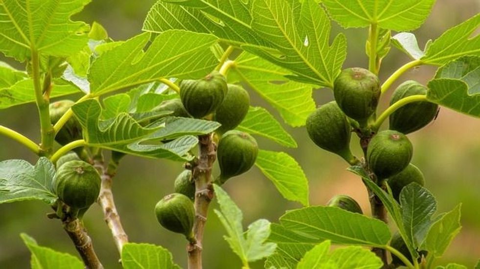 Browse for more sycamore fig tree facts.