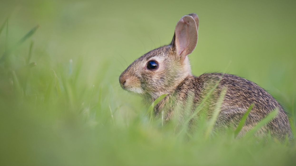 Brush rabbit facts like it has eight sub-species are interesting.