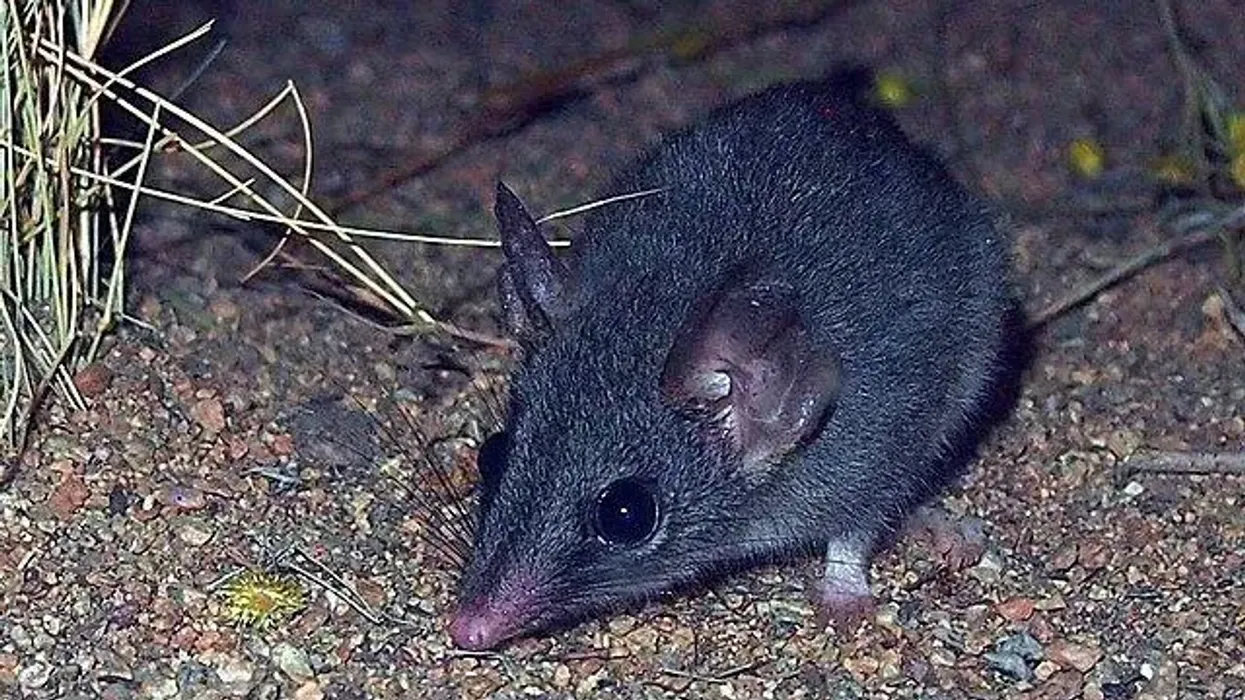 Brush-tailed phascogale facts for kids are educational!