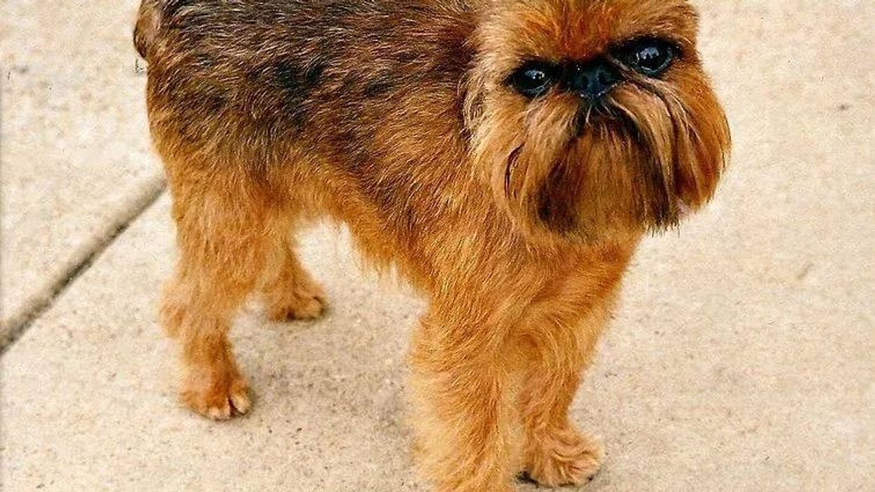 Brussels griffon facts such as they have expressive eyes and a big personality are interesting.