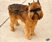 Brussels griffon facts such as they have expressive eyes and a big personality are interesting.