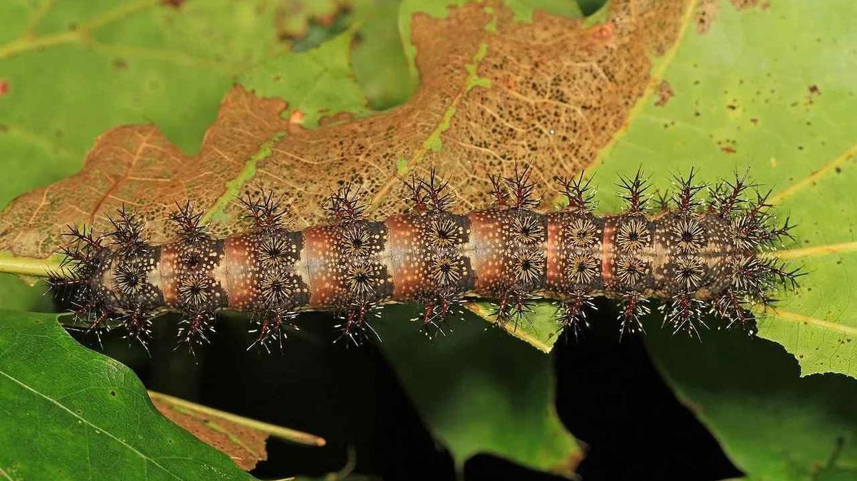 Buck Moth facts about the caterpillars with long branched spines and tufts of shorter spines over the body.