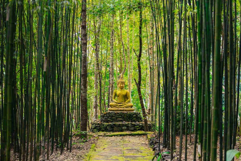 Buddha statue in middle of bamboo forest