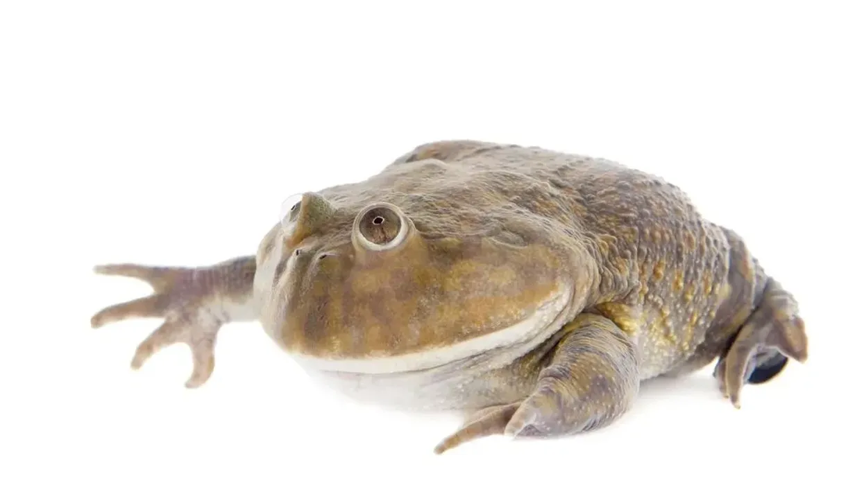 Budgett's frog facts shed light on this beautiful semi-aquatic amphibian!
