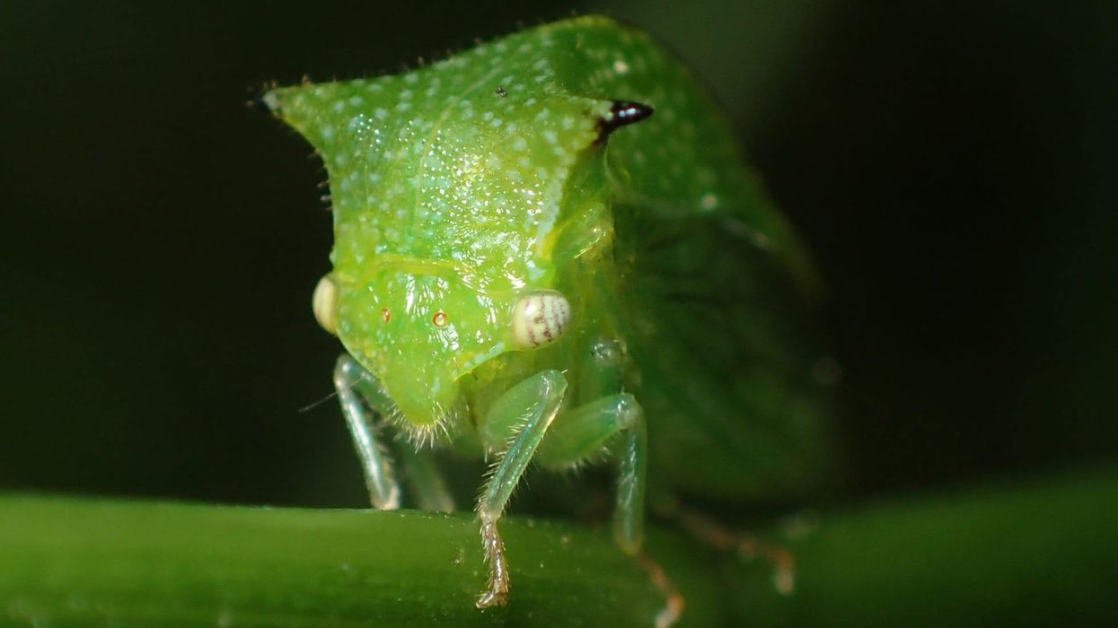 Buffalo treehopper facts are incredibly exciting.