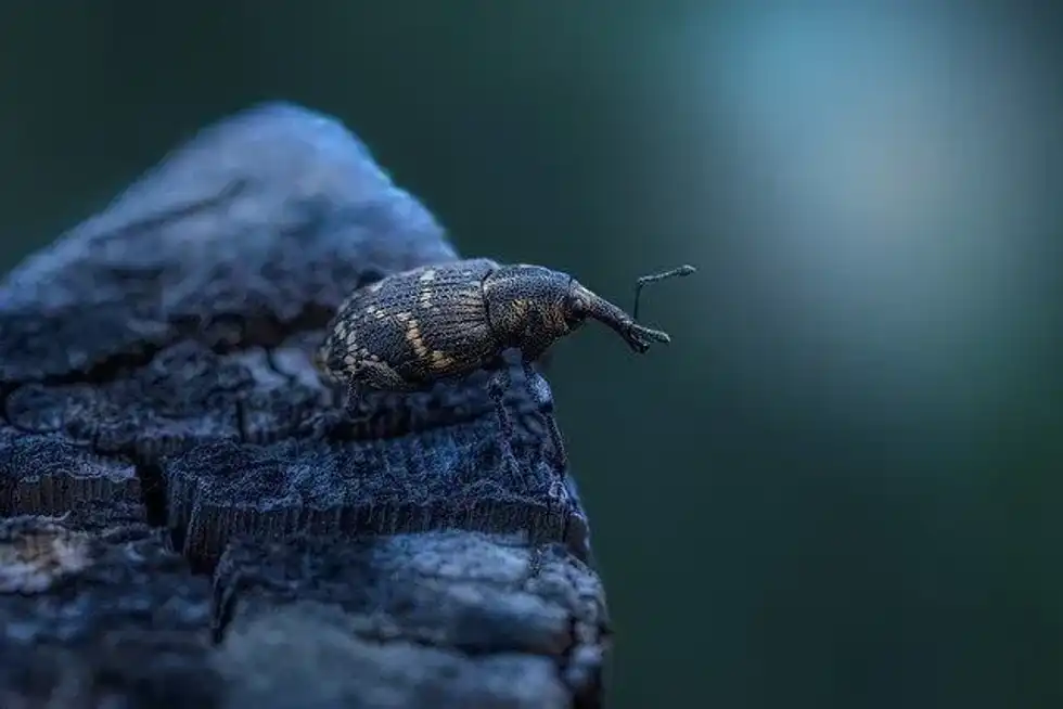 Bug vs insect: all the true bugs are insects, but not all insects are bugs. Continue reading to learn more!