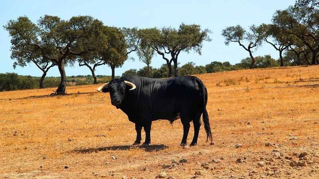 Bull facts tell us about this mammal that is a ruminant and chews the cud.